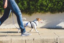 Introducing 10 essential commands for dogs