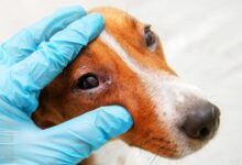 dog with pink eye conjunctivitis exam