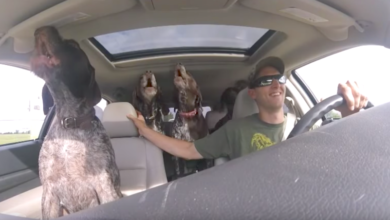 Dad set up a camera to film 4 giant dogs going crazy on the way to their 'favorite place'