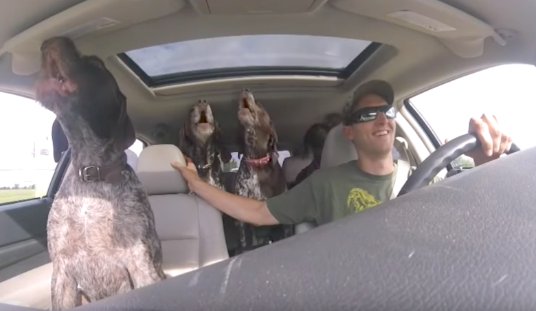 Dad set up a camera to film 4 giant dogs going crazy on the way to their 'favorite place'