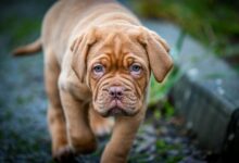 7 crazy things that are completely normal for Dogue De Bordeaux