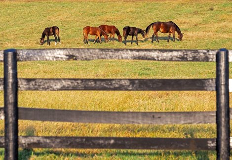 The horse industry helps make Lexington the most livable city
