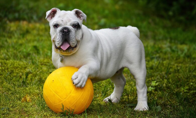 7 crazy things that are completely normal for Bulldogs