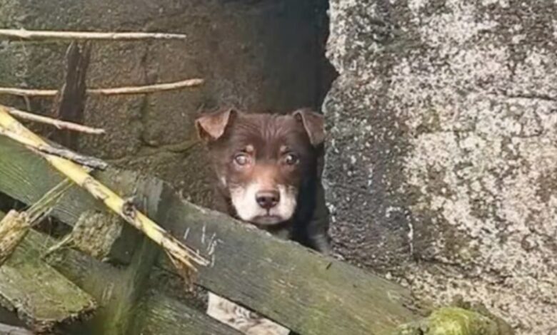 Peering out from the pallets, the stranded dog hopes they are here for him