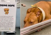Shelter dog happily loses hope and closes door, staff tags in kennel