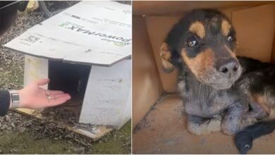 Puppy found in wet cardboard box gets the dog's dream home
