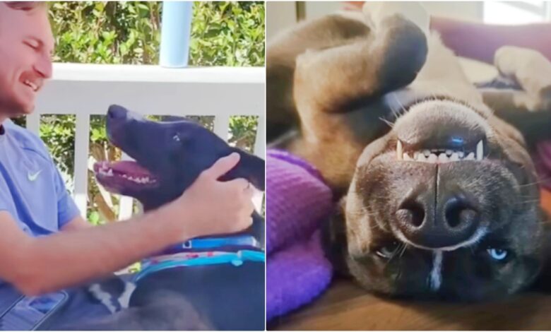 The grateful dog wakes up every morning on the roof above his head and his stomach is full