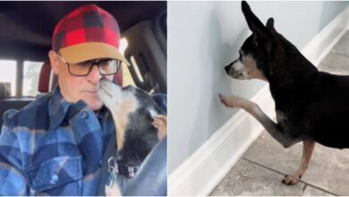 The dog with dementia forgot to greet his father and stared at the wall in confusion