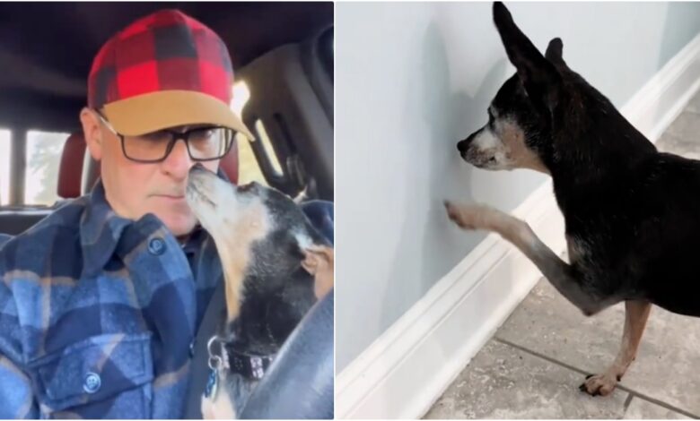 The dog with dementia forgot to greet his father and stared at the wall in confusion