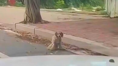 While driving, the dog struggling on the sidewalk caught the man's eye