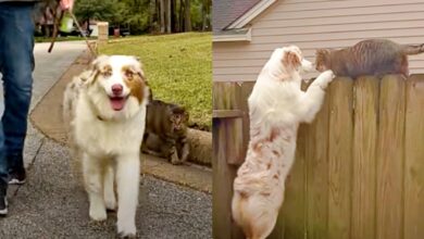 The stray cat keeps walking the dog, who claims it 'belongs' to her