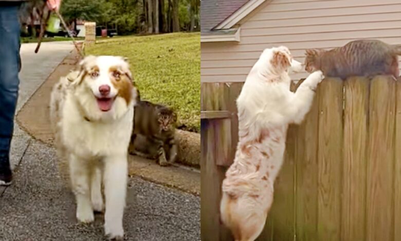 The stray cat keeps walking the dog, who claims it 'belongs' to her