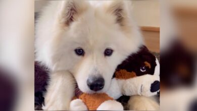 The puppy's fascination with the toy inspires parents to adopt a real-life version