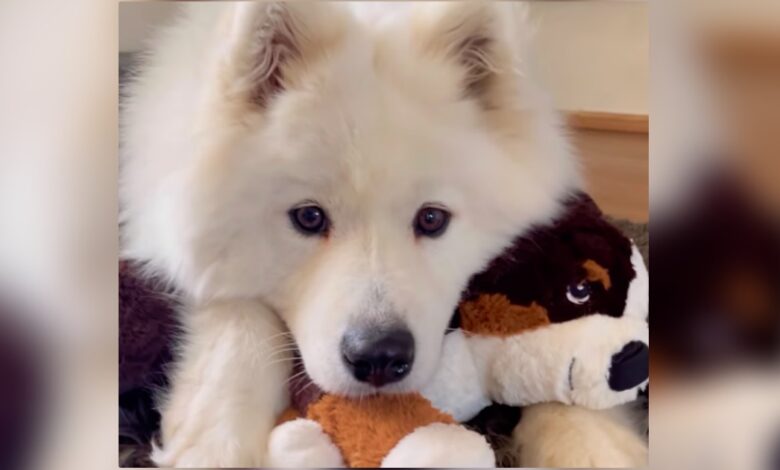 The puppy's fascination with the toy inspires parents to adopt a real-life version