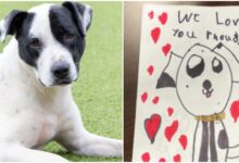 The boy made a card for the abandoned dog that gave the staff goosebumps