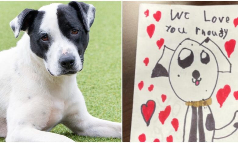 The boy made a card for the abandoned dog that gave the staff goosebumps