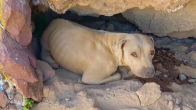 The dog lying in the crevice attracted the hiker's attention thanks to its bright amber eyes