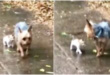 The stray kitten chose the Yorkie to follow her home and he encouraged her every step