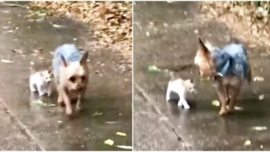 The stray kitten chose the Yorkie to follow her home and he encouraged her every step