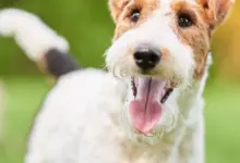 Price of a Wirehaired Fox Terrier by region of the United States [2024]