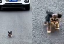 The small dog rushed into traffic, following the women before they drove away