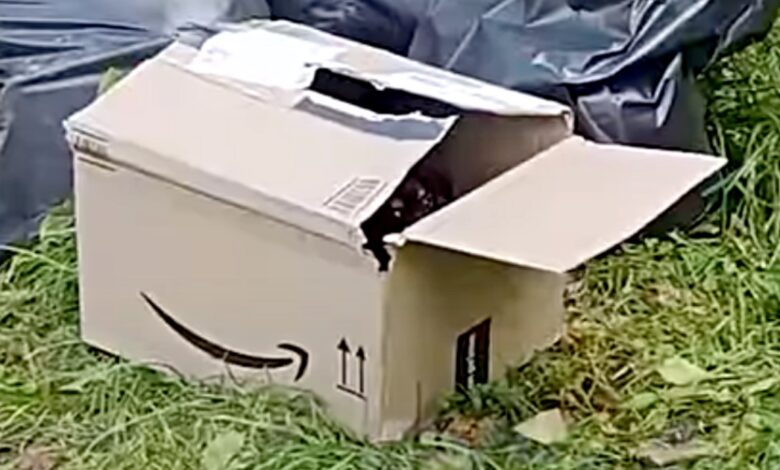 The guy walked over to the Amazon box that was thrown in the trash and saw the puppy peeping