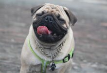 7 crazy things that are completely normal for Pugs