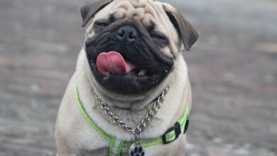 7 crazy things that are completely normal for Pugs