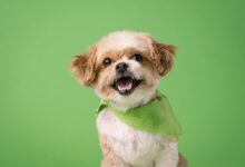 7 Crazy Things That Are Completely Normal for Shih Tzus