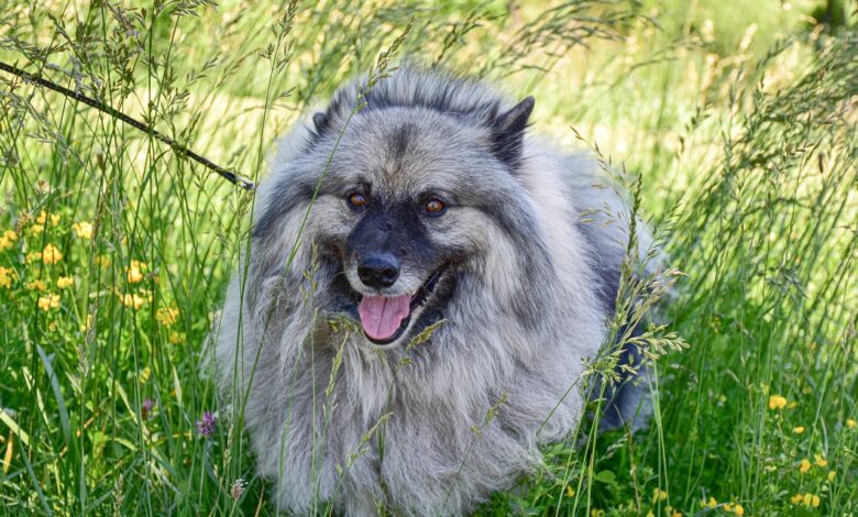 Which dog breed is the most extroverted?  We count down the Top 15 most extroverted dog breeds