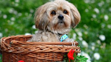 7 crazy things that are completely normal for Lhasa Apso
