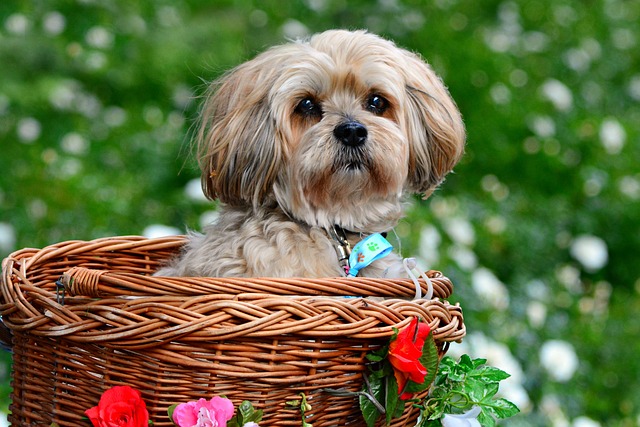 7 crazy things that are completely normal for Lhasa Apso
