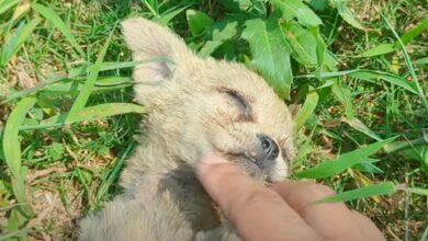 The man walked to the car to feed the lonely stray pet, 'Thinking' picked him up