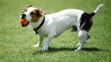 12 dog breeds have the ability to catch prey extremely well