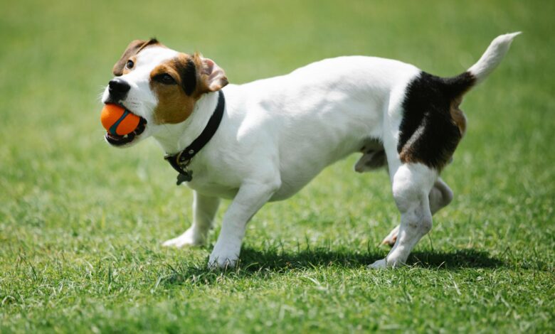 12 dog breeds have the ability to catch prey extremely well