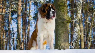 7 crazy things that are completely normal for St.  Bernard's