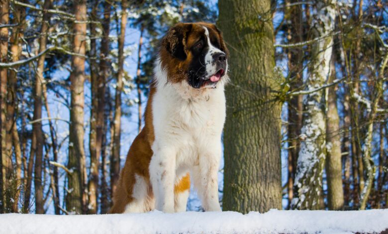 7 crazy things that are completely normal for St.  Bernard's