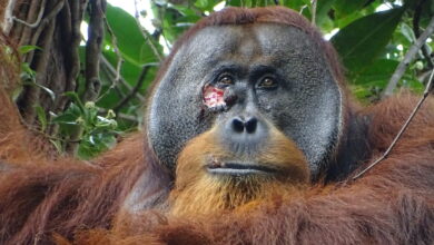 Injured orangutan used tree to heal his wound : NPR