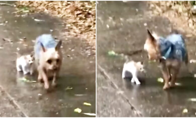 Stray kitten chooses a Yorkie to follow her home and 'encourage' her every step