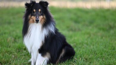 Which dog breed is the most popular?  We count down the Top 15 most revered dog breeds