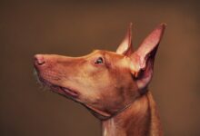 Price of a Pharaoh Hound by region of the United States [2024]