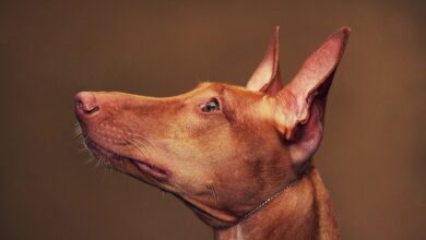 Price of a Pharaoh Hound by region of the United States [2024]