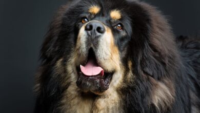 Price of a Tibetan Mastiff by region of the United States [2024]