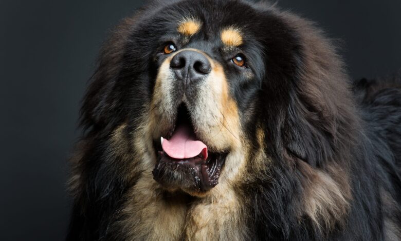 Price of a Tibetan Mastiff by region of the United States [2024]