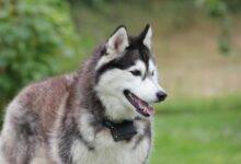 7 crazy things that are completely normal for Huskies