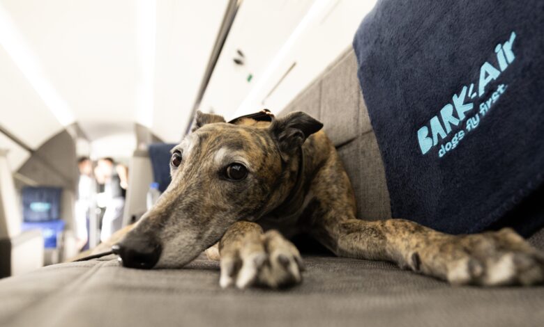 BARK Air officially launched this week, completing its first flight from New York to Los Angeles on Thursday.  The airline also flies to London and plans to add more routes in the coming months.