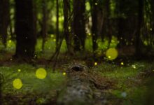 How synchronous fireflies blink in sync and where to see them : NPR