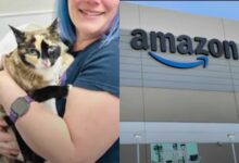 'We didn't know' Cat mistakenly sent from Utah to California using Amazon Returns Plan