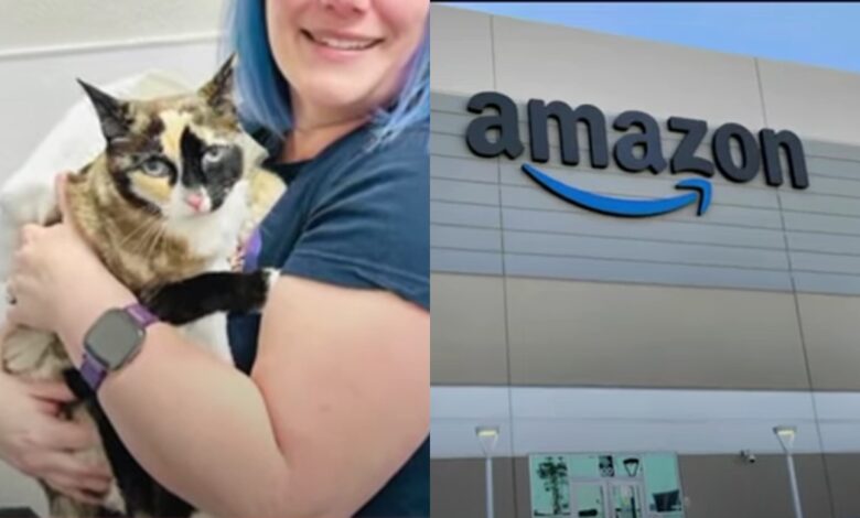 'We didn't know' Cat mistakenly sent from Utah to California using Amazon Returns Plan