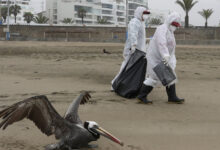 Pandemic of bird flu in humans?  Here's what it might look like.